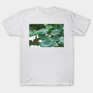 Lotus in Shinjuku Gyoen National Garden T-Shirt